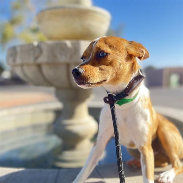 CANELA - Chihuahua available for adoption