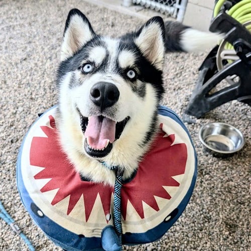 JACK - Husky available for adoption