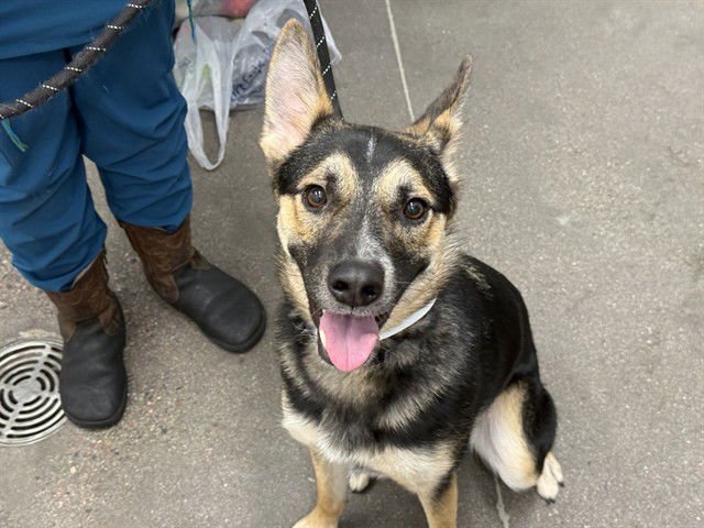 TAZ - German Shepherd Dog / Australian Cattle Dog/Blue Heeler available for adoption