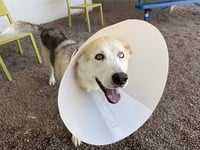 RYDER - Photo 1