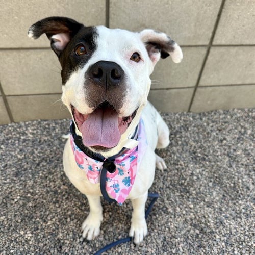 LUNA - American Pit Bull Terrier available for adoption