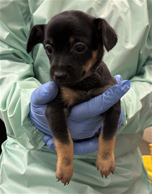 ECLAIR - Chihuahua available for adoption