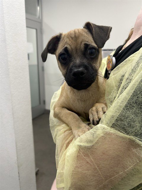 MUSHU - Pug / Chihuahua available for adoption