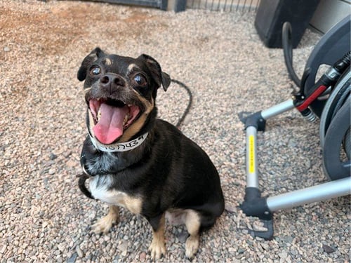 BABY GIRL - Chihuahua available for adoption