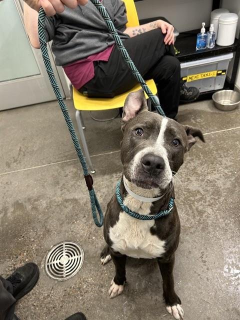 NAPA - American Pit Bull Terrier available for adoption