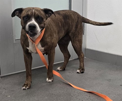 MOCHA - American Pit Bull Terrier available for adoption
