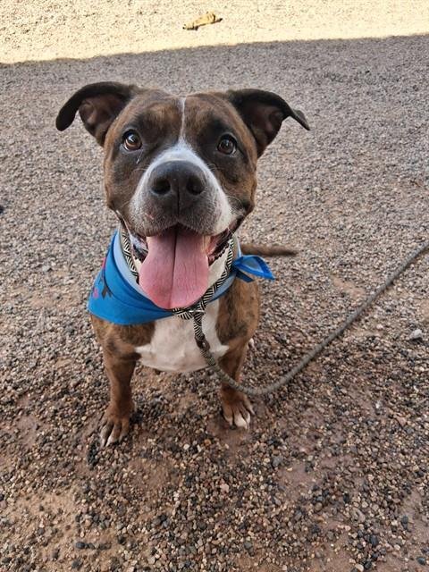MOCHA - American Pit Bull Terrier available for adoption
