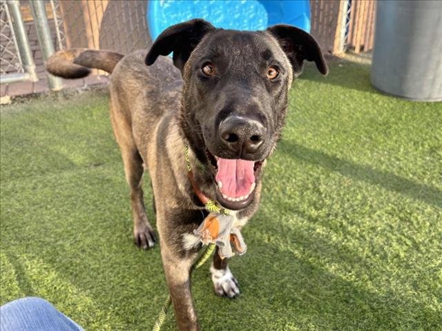 CASH - Belgian Shepherd Malinois available for adoption