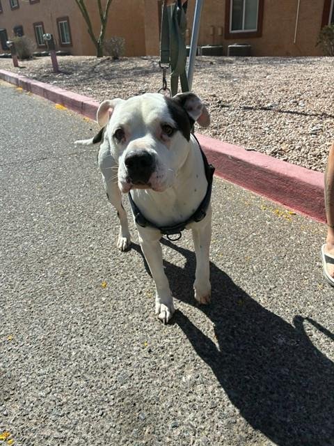 STUART - American Bulldog available for adoption