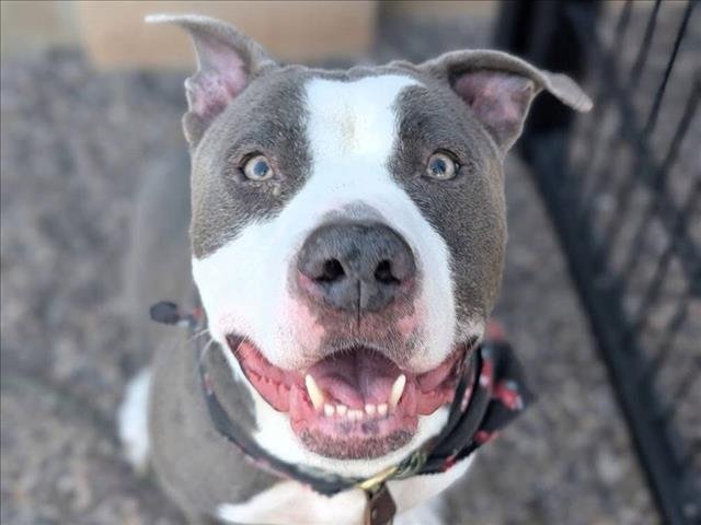 CASH - American Pit Bull Terrier available for adoption