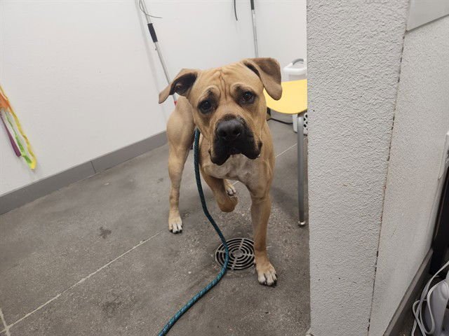 DRAKO - Cane Corso Mastiff / American Pit Bull Terrier available for adoption