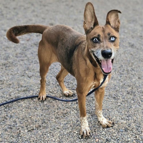 BAXTER - Australian Shepherd / Siberian Husky available for adoption