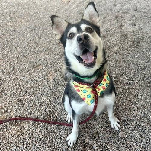 ALMONDO - Siberian Husky available for adoption