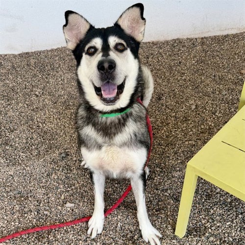 ALMONDO - Siberian Husky for adoption in Mesa