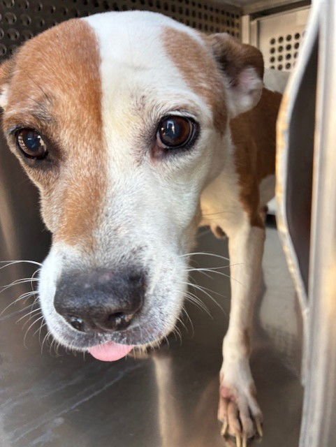 GIRLY POP - American Pit Bull Terrier available for adoption