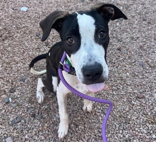 POPEYE - American Pit Bull Terrier available for adoption