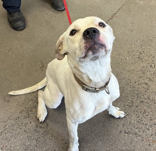 TULA - American Pit Bull Terrier available for adoption