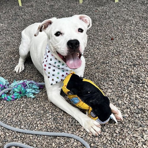TULA - American Pit Bull Terrier available for adoption
