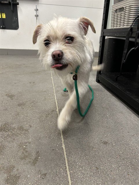 MECI - Shih Tzu / West Highland White Terrier Westie available for adoption