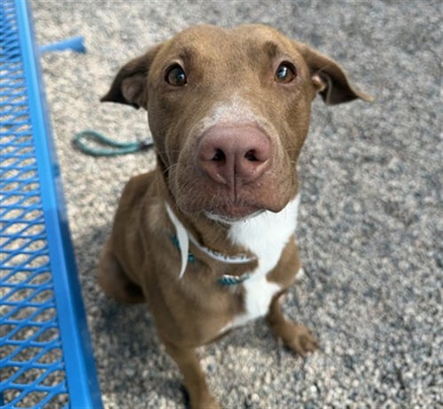 PAPRIKA - American Pit Bull Terrier available for adoption