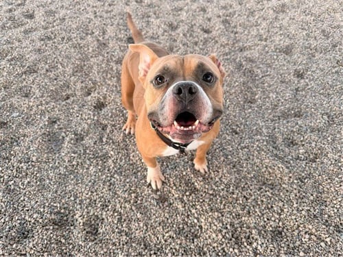 BARRON - American Pit Bull Terrier / Boxer available for adoption