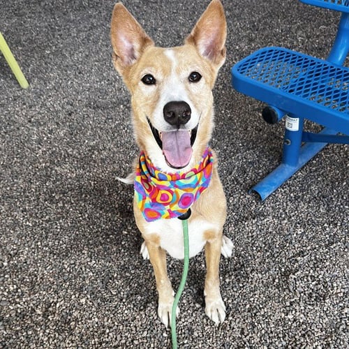 LOKI - Carolina Dog available for adoption