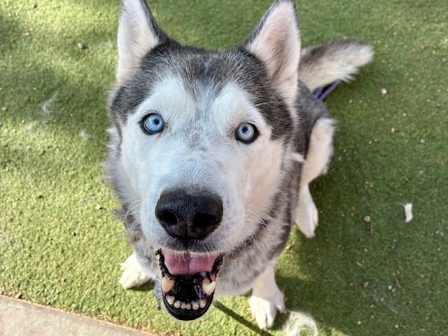 ALEXA - Siberian Husky available for adoption