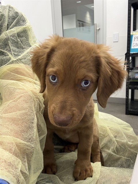 A5159552 - Australian Shepherd / Dachshund available for adoption