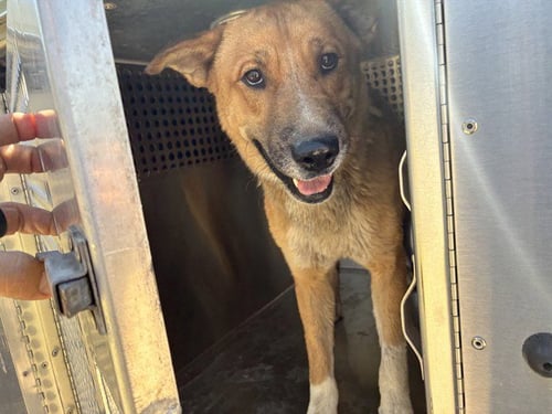 PABLO - Carolina Dog available for adoption
