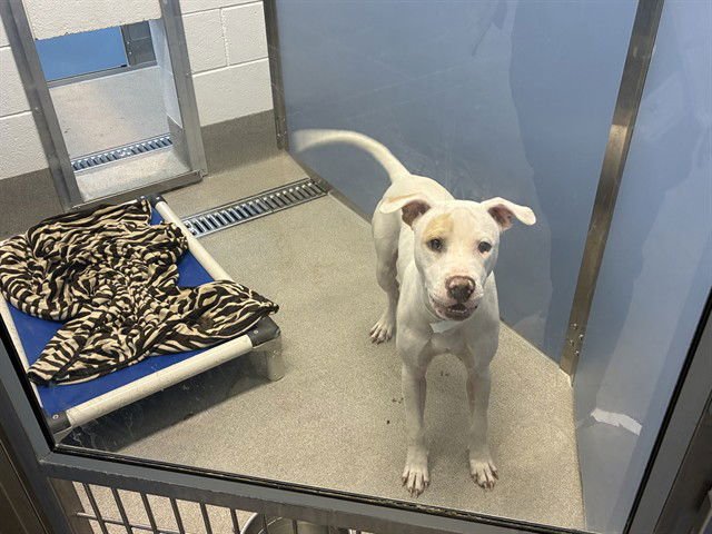 VIPER - American Pit Bull Terrier available for adoption