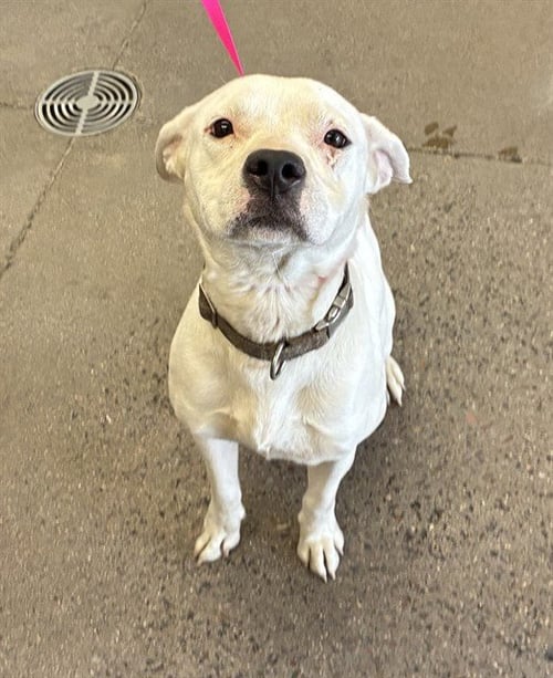 KEKE - American Pit Bull Terrier available for adoption