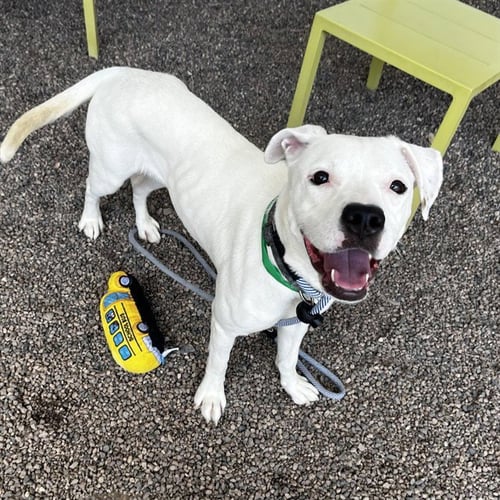 KEKE - American Pit Bull Terrier available for adoption