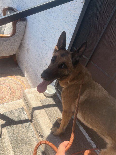 MILZ - German Shepherd Dog available for adoption