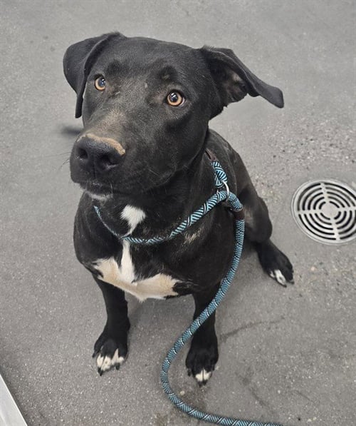 FRANCHESKA - Labrador Retriever / American Pit Bull Terrier available for adoption