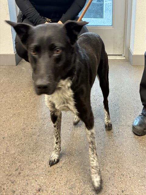 PINTO - Queensland Heeler available for adoption