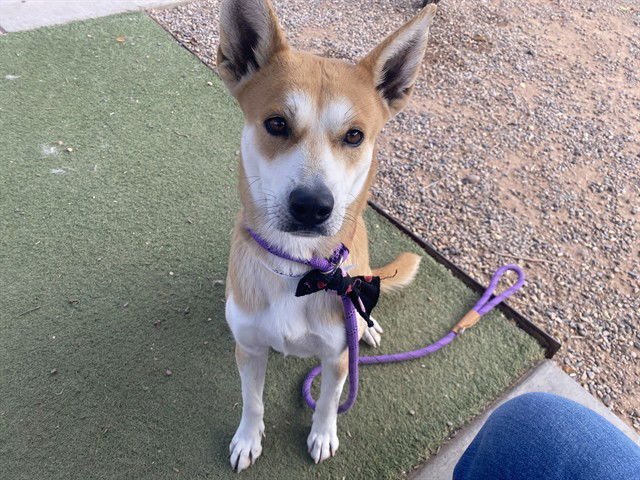 CASHMERE - Shiba Inu / American Pit Bull Terrier available for adoption