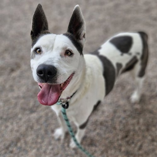 LUCY - Australian Cattle Dog/Blue Heeler available for adoption