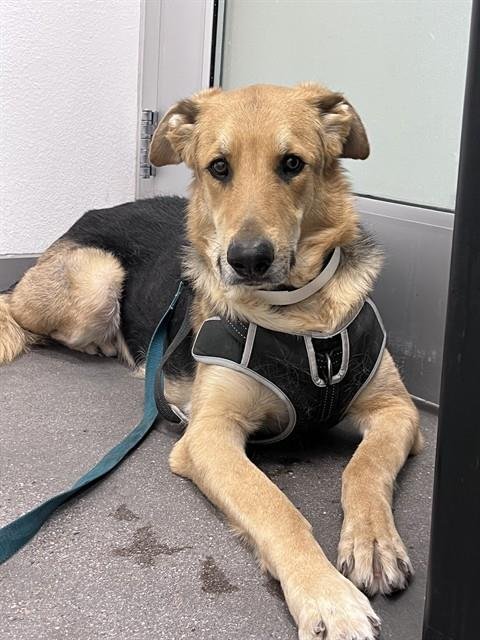 GREG - German Shepherd Dog available for adoption