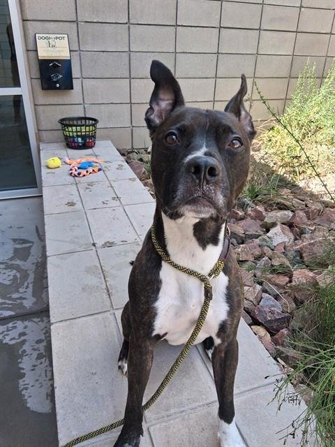 JACKSON - American Pit Bull Terrier / Labrador Retriever available for adoption