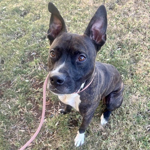 JACKSON - American Pit Bull Terrier / Labrador Retriever available for adoption