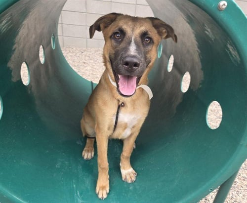 ROCKY - German Shepherd Dog available for adoption