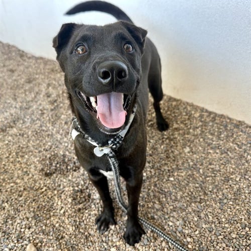 TOKEN - American Pit Bull Terrier available for adoption
