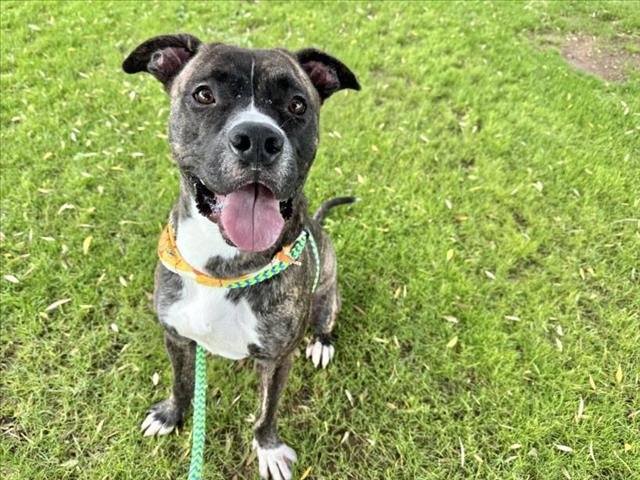 ELVIRO - American Pit Bull Terrier available for adoption