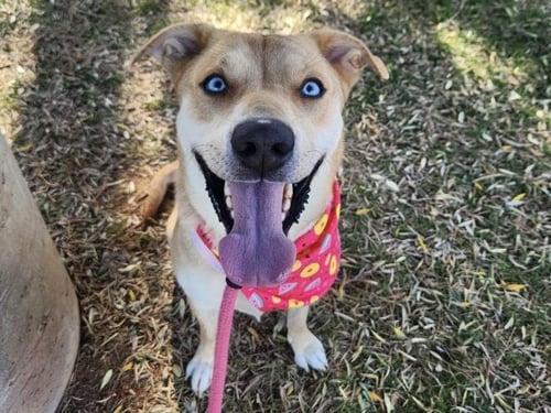 JEMMA - Border Collie / Great Pyrenees available for adoption