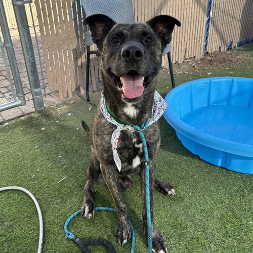 SWIRL - Mastiff available for adoption