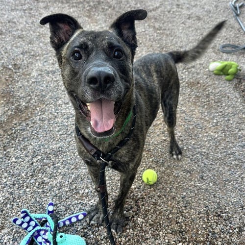 SWIRL - Mastiff for adoption in Mesa
