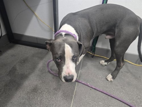 ROCKY - American Pit Bull Terrier available for adoption