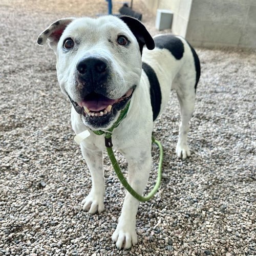 JERSEY - American Pit Bull Terrier available for adoption