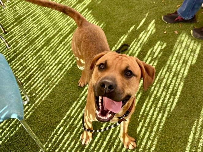 ELMO - American Pit Bull Terrier available for adoption