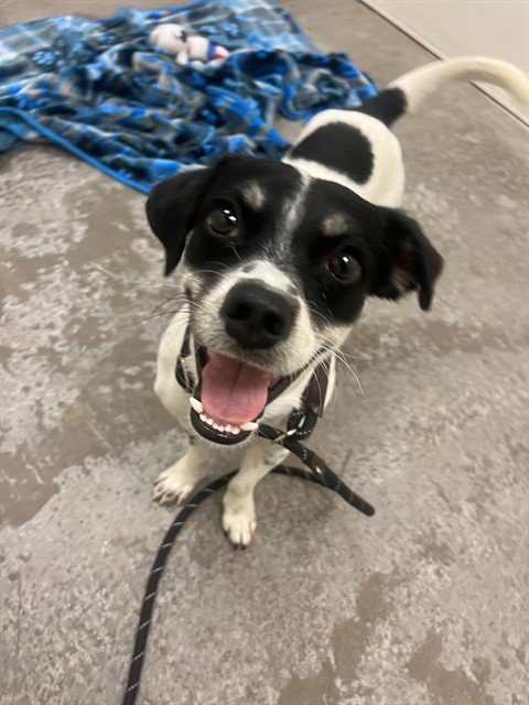 NEO - Parson Russell Terrier available for adoption